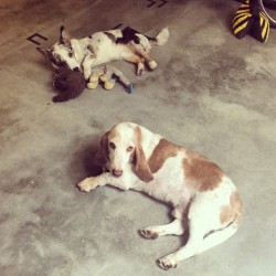 The "wrap dogs"