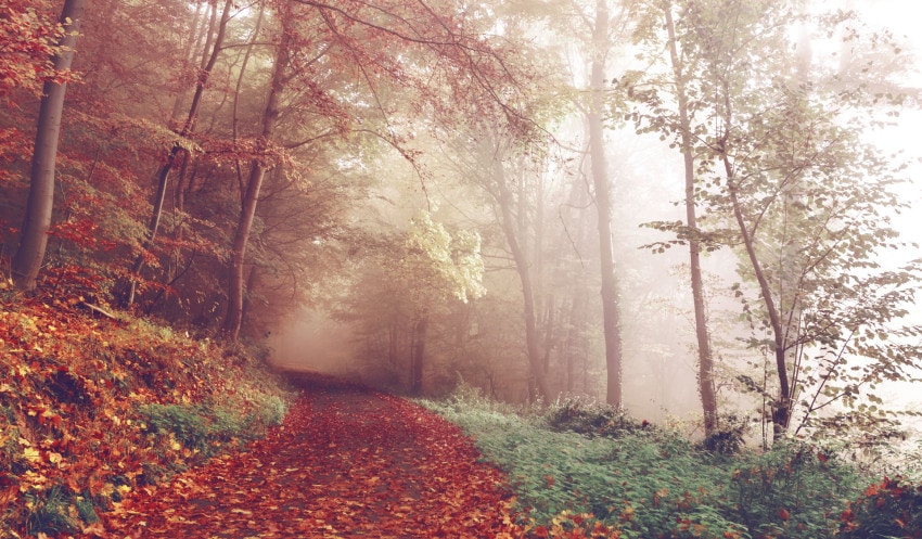 forest-web